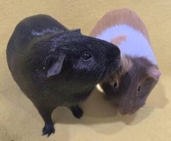Rescue Guinea Pig Guinea Pigs for Adoption in New Kensington, Pennsylvania - Chip And Dale | PetCurious